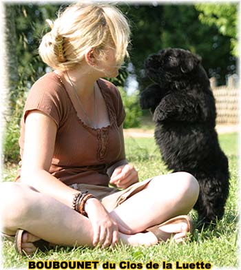 bouvier des flandres photo chiot - Elevage Clos Luette -  COPYRIGHT DEPOSE